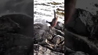 The Insane Escape of the CliffJumping Mountain Goat [upl. by Assetal668]