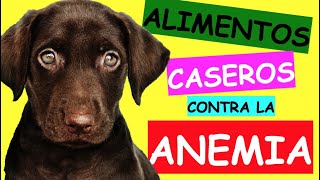 Alimentos CASEROS para ELEVAR la HEMOGLOBINA en PERROS [upl. by Sigmund941]