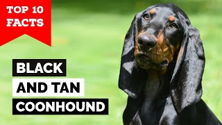 Black And Tan Coonhound  Top 10 Facts [upl. by Gustafson]