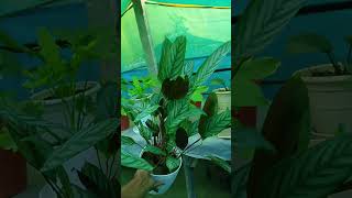 Calathea NeverNeverPlant🌱 CtenantheSetosa Marantaceae🌿 DBPlantsVlog [upl. by Rocray]