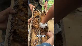 Harvesting Honey from Stingless Beesvideo facts [upl. by Adriano]