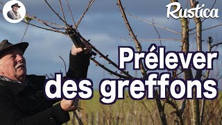 Prélever un greffon sur un arbre fruitier [upl. by Auhs]