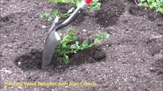 How to Plant Wave Petunias The Plant Farm® [upl. by Eoin]