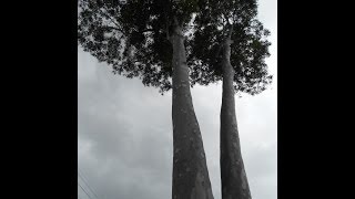 Plant ID Lemon Scented Gum Corymbia citriodora [upl. by Eelytsirk]