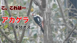 まるおの母 まるこの宿根草と低木の庭 2023 10 22 早朝の大きな虹🌈 何かいい事ありそう❣️と思ったら、隣の畑にアカゲラがいました‼️ ジョウビタキのチッチも何度もやって来て、野鳥観察日和 [upl. by Hgielrebmik919]