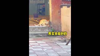 猫：你就给我吃这？ [upl. by Loma]