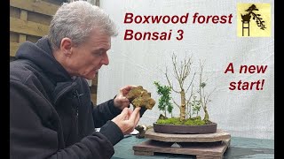 Boxwood forest Bonsai 3 [upl. by Atinaw737]