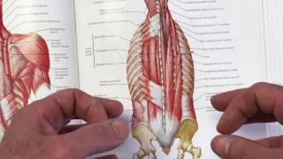 StabilityWOD 37 Multifidus Where Lumbar Stability Begins [upl. by Tarsus]