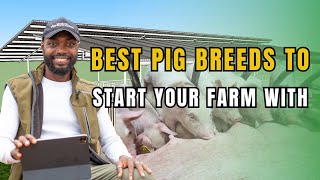 THE BASICS OF STARTING A PIG FARM IN AFRICA AS A BEGINNER [upl. by Lachance788]