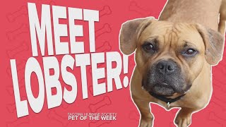 Pet Rescue of the Week Lobster [upl. by Nosrak739]