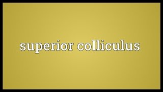 Superior colliculus Meaning [upl. by Nuawed941]