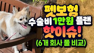 펫보험 실속형 최초 공개 더 이상 비싸게 준비하지 마세요2024년 최신판 [upl. by Orteip]