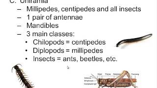 Phylum Arthropoda [upl. by Madelyn]