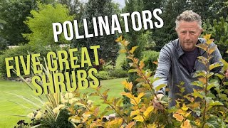 Five Beautiful Shrubs That Attract Pollinators [upl. by Ahsilem591]