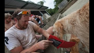 This Abandoned Dog Joins An Adventure Team Shocks The World [upl. by Lat]