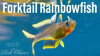 How to Breed the Forktail Rainbowfish Pseudomugil Furcatus [upl. by Baer338]