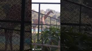 Zoo park tour sorts [upl. by Hcirdla869]