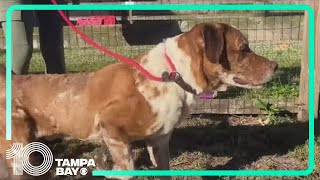 SPCA Tampa Bay hosts Clear the Shelter event waives adoption fees [upl. by Cheyney]