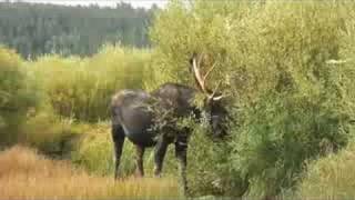 Bull Moose Rubs his antlers [upl. by Ahsart651]