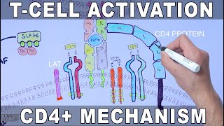 T Cell Activation  Mechanism [upl. by Enitsenrae]