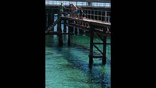 Wallaroo jetty jump [upl. by Chaves]