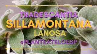 🌸Tradescantia Sillamontana  Tradescantia Lanosa Plantas en 5 minutos🌸 [upl. by Ytsenoh]