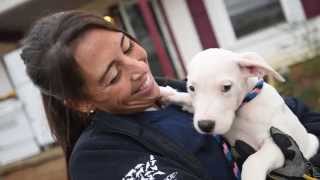 Emaciated Dogs Rescued in Alabama [upl. by Willabella]