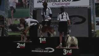 The 2013 Purina® Pro Plan® Incredible Dog Challenge Western Regionals [upl. by Reemas749]