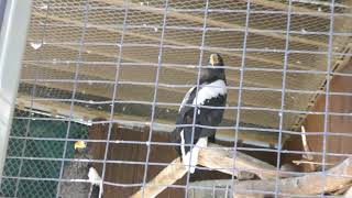 Stellers Sea Eagles LA Zoo Los Angeles California USA November 22 2024 Conservation Animals [upl. by Studley275]