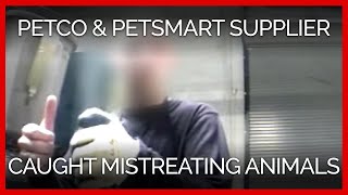 Another PETCO and PetSmart Supplier Caught on Video Mistreating Animals [upl. by Bron]