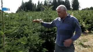 Tout savoir sur les sapins botanic® [upl. by Neit]