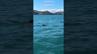 Coromandel Seal enjoying life coromandal newzealand fishing [upl. by Novi]