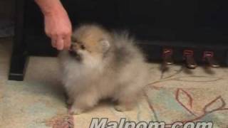 Pomeranian puppy 12 weeks [upl. by Coralie]