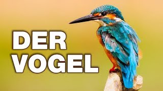 Der Vogel  Anatomie und Biologie  Alternative Fakten fürs Referat  Parodie [upl. by Uzziel]