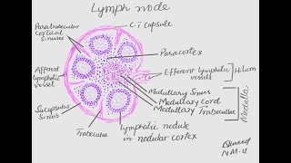 learn to make histological diagram of lymph node [upl. by Eiramanig586]