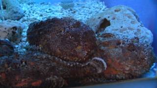 オニダルマオコゼ （鬼達磨鰧、鬼達磨虎魚 Reef stonefish [upl. by Kcirre292]