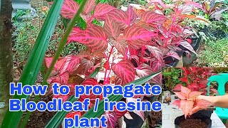 Bloodleaf or Iresine Herbstii Plant Propagation [upl. by Urana835]