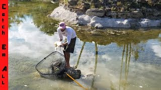 Saving Koi Fish from DRYING POND [upl. by Chaffinch]