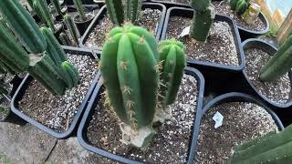 Eastern Star Cactus full greenhouse tour spring 2024 [upl. by Sunderland]