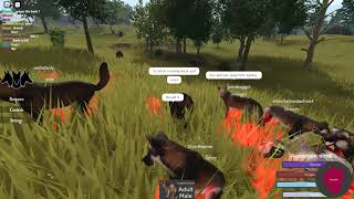 Cenozoic Survival Roblox Becoming Pack Leader in Big Dire Wolf Pack 33 [upl. by Annasus]