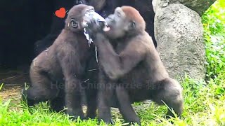 兩個搶一塊布😆🤣Silverback gorilla family interactionsDjeeco FamilyTayariJabaliIrikiRingo [upl. by Annelise82]