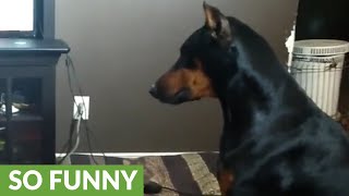 Doberman humorously struggles with new dog trick [upl. by Mackie]