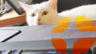 my cat tries to play tf2 [upl. by Adnerb]