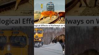 Railroad Industrys Effects On Biodiversity amp Wildlife The Ecological Science Effects 🦌🛤️🐢 wildlife [upl. by Nroht]