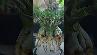 Bonsai Fertilizer Flower Gardening Root Desert Rose Plant Adenium [upl. by Aled]