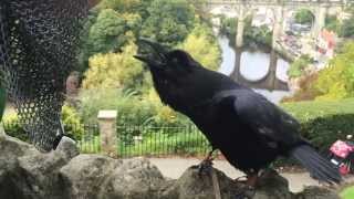 Amazing Talking And Singing Raven [upl. by Kreiker88]