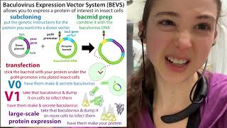 Baculovirus Expression Vector Systems  expressing proteins in insect cells  theory amp practice [upl. by Anirad]