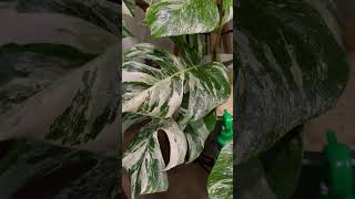 My Monstera Albo Collection as of November 142024 love [upl. by Noelc]