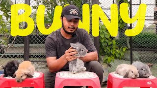 Lionhead lop bunny গুলো চলে যাচ্ছে নতুন ঘরে 😢 [upl. by Ljoka]