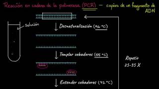 Reacción en cadena de la polimerasa PCR  Biotecnología  Biología  Khan Academy en Español [upl. by Inad296]